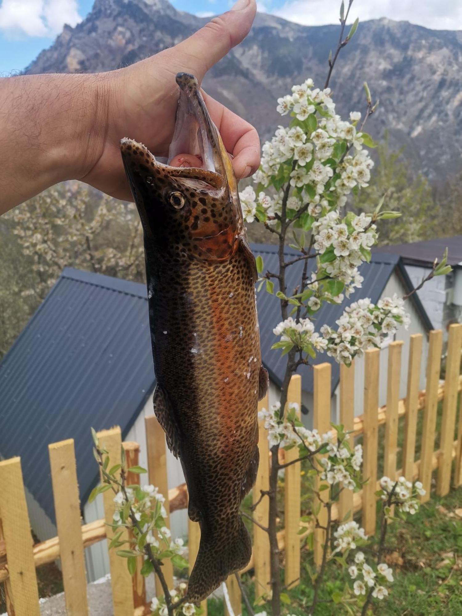 Ethno Cottage Momo Tepca Žabljak Camera foto